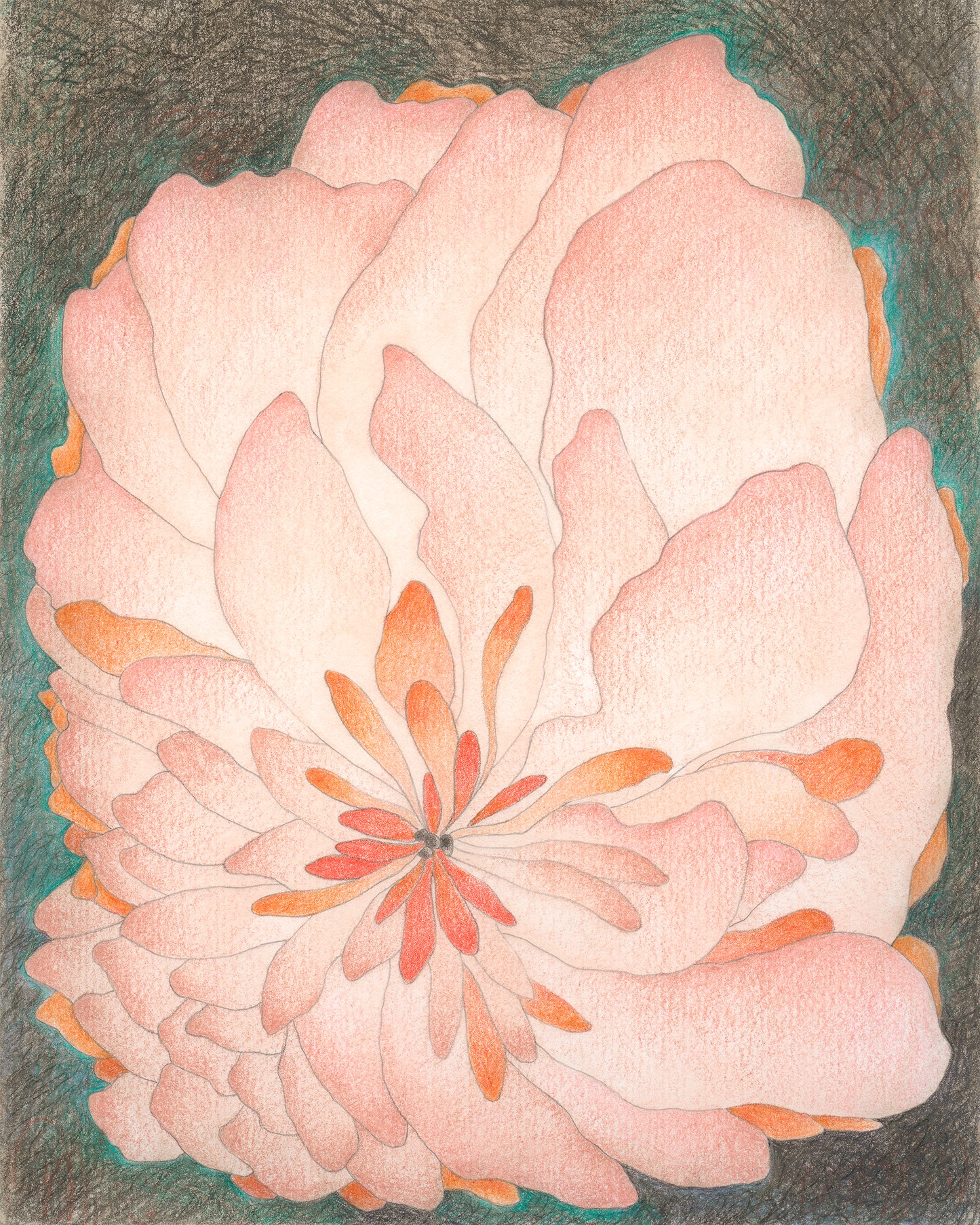 Semi-abstract colored pencil drawing of a large pink flower.