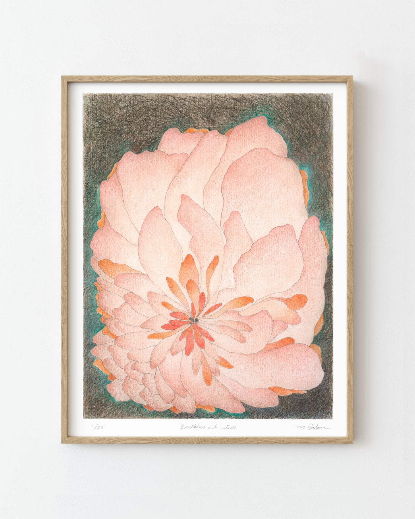 Semi-abstract colored pencil drawing of a large pink flower.