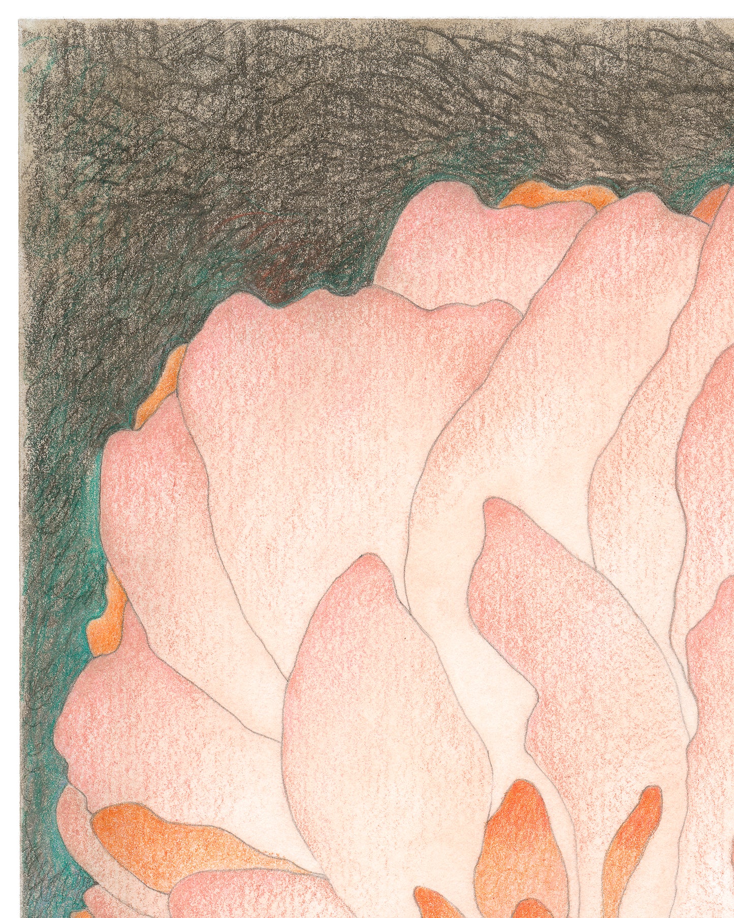 Semi-abstract colored pencil drawing of a large pink flower.