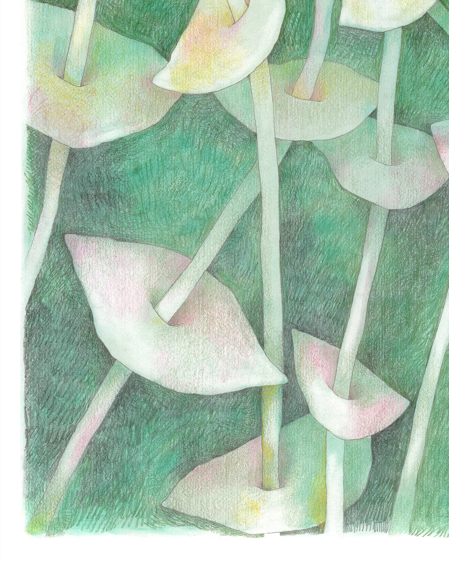 Semi-abstract colored pencil drawing of overlapping leaves on slender stems.