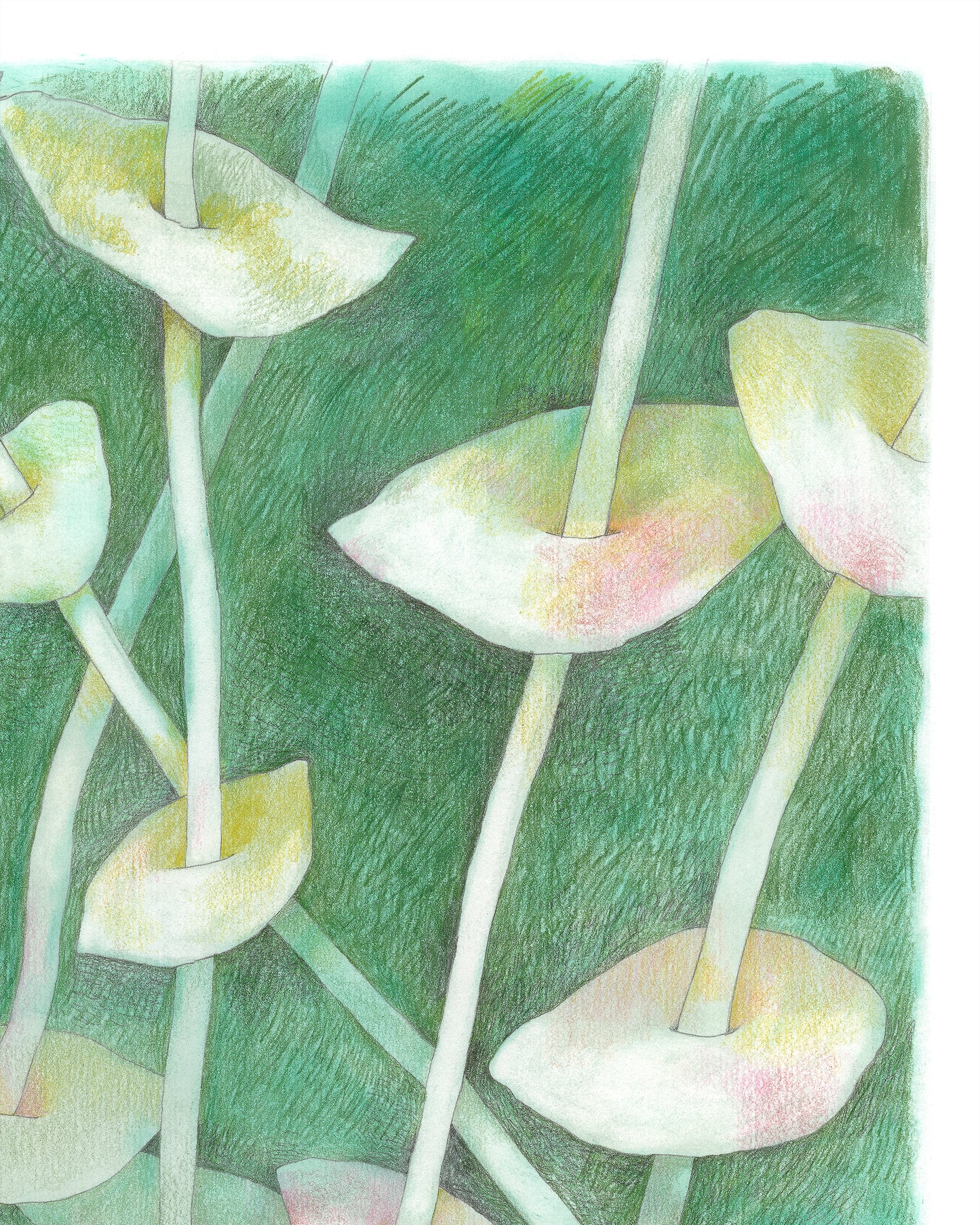 Semi-abstract colored pencil drawing of overlapping leaves on slender stems.