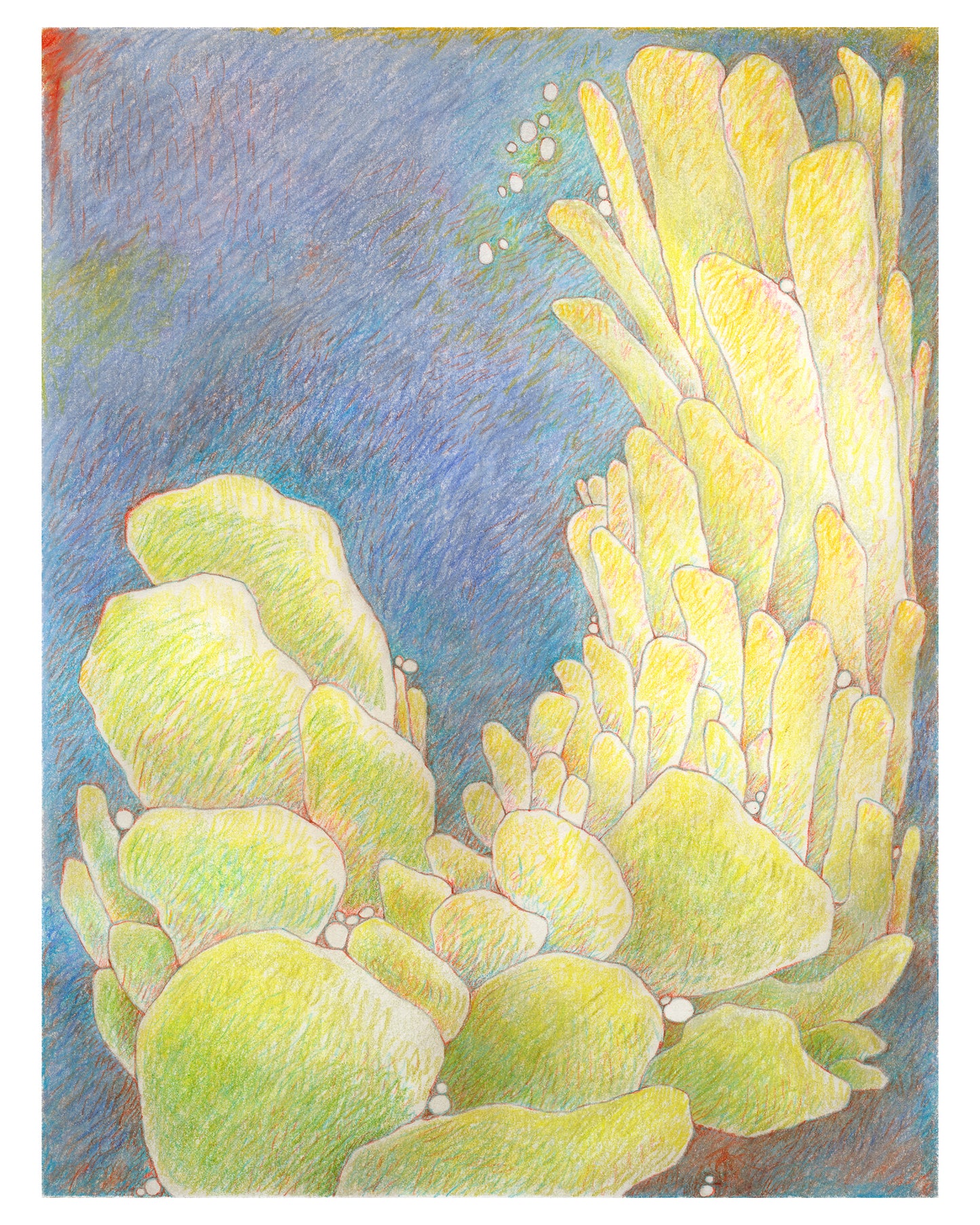 Surreal colored pencil drawing of cactus on a dark background.