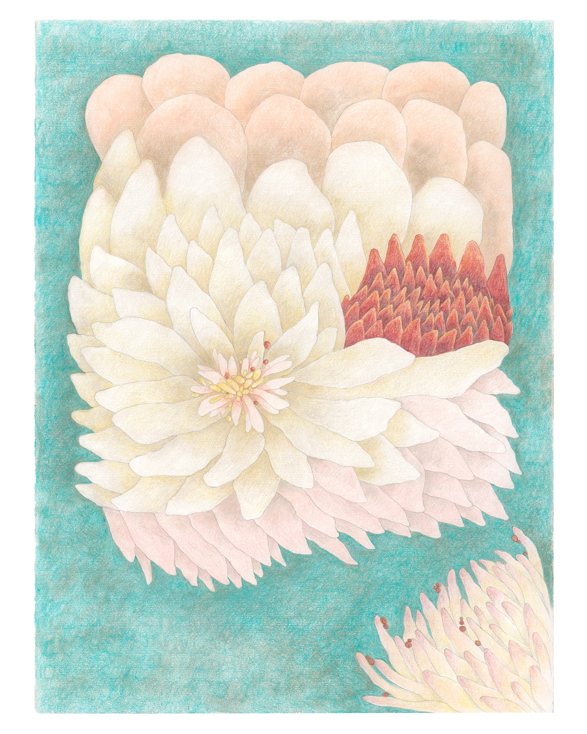 Surreal drawing of a large flower floating on a teal background.
