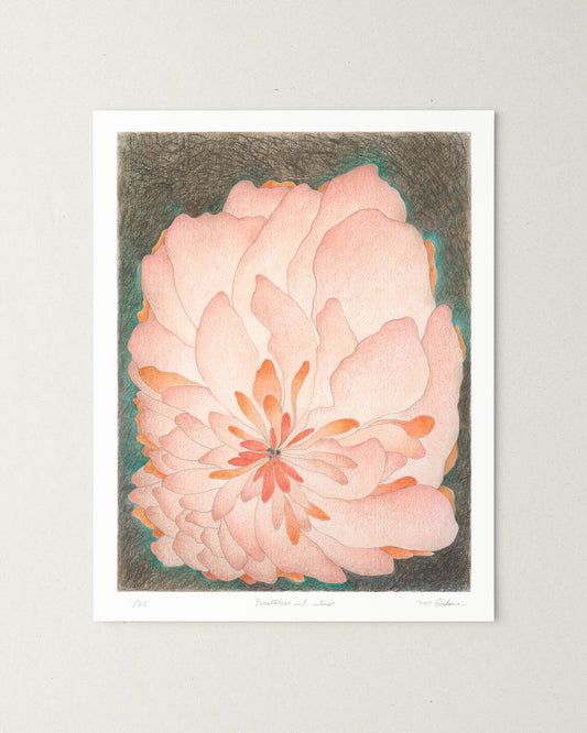 Semi-abstract colored pencil drawing of a large pink flower.