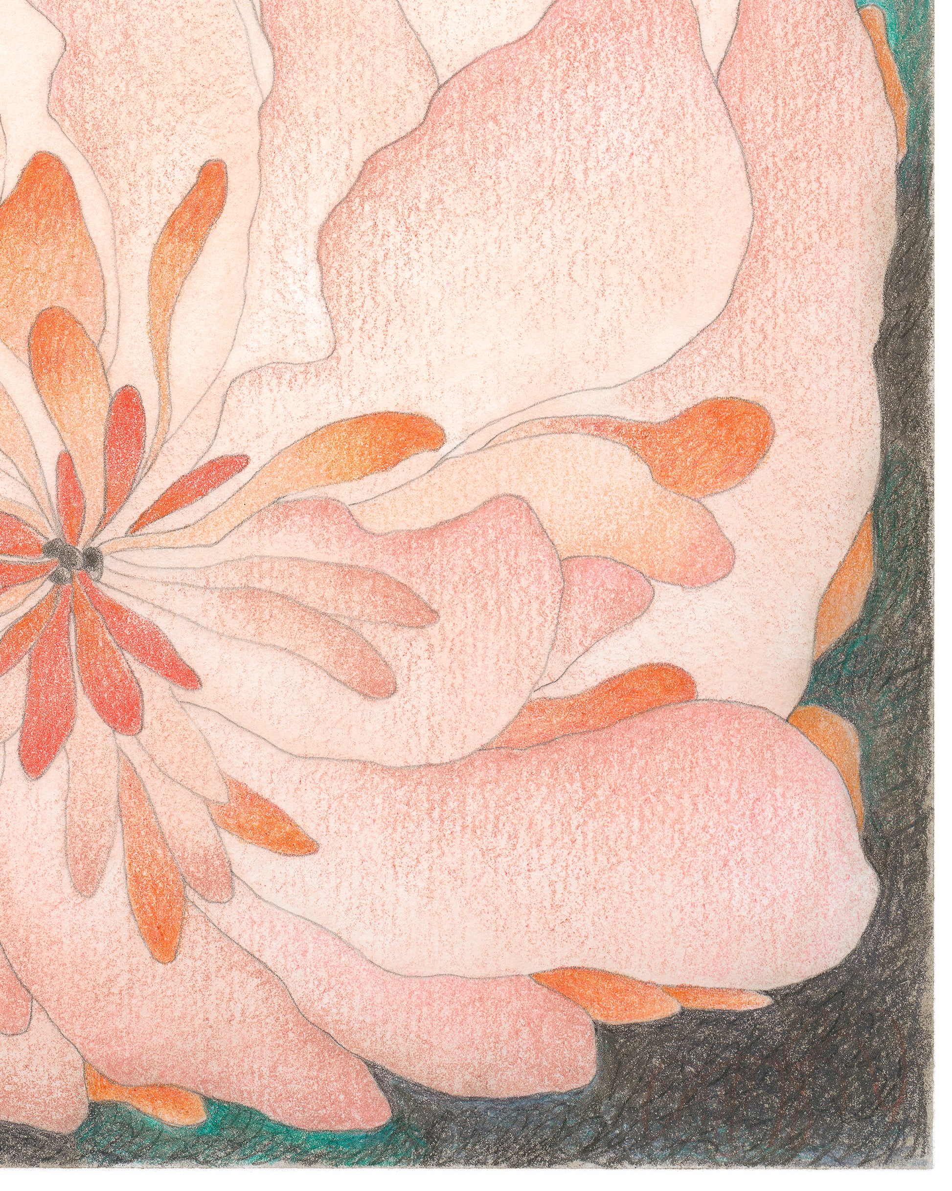 Semi-abstract colored pencil drawing of a large pink flower.